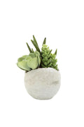Succulent Mixed in Pot 17cm
