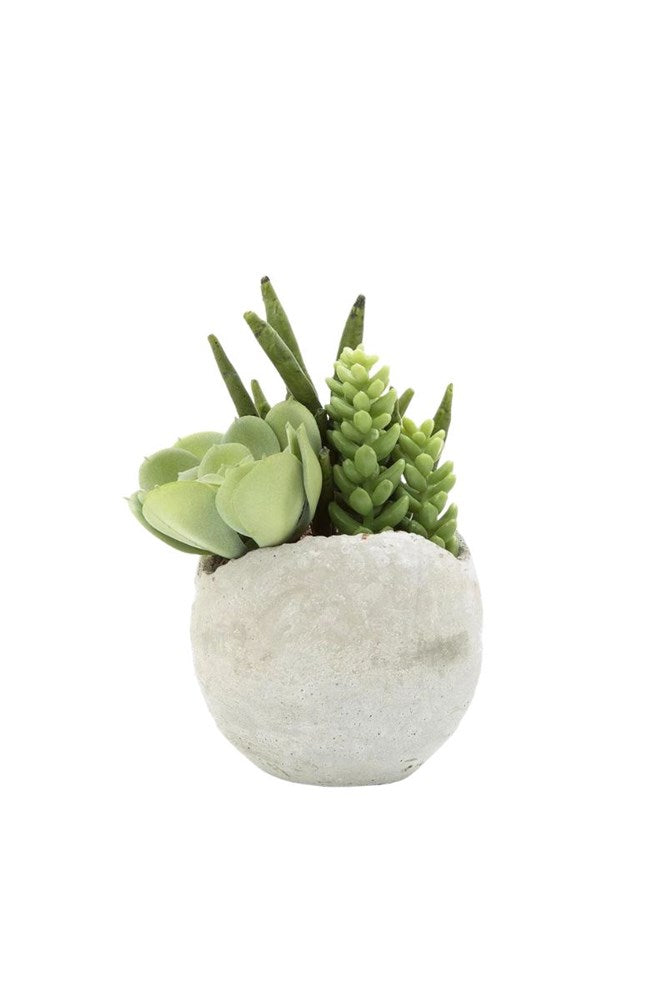 Succulent Mixed in Pot 17cm