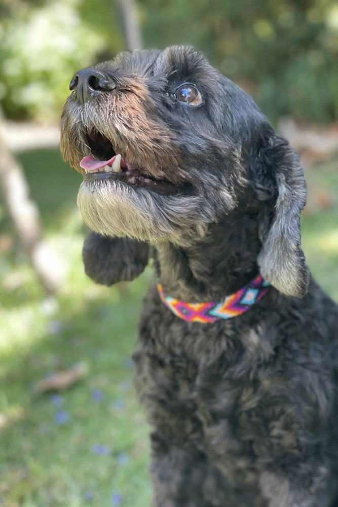 Shop Guatemalan Dog Collar - Origen Imports