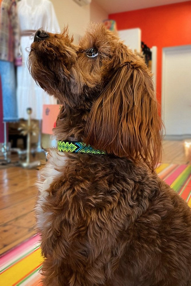 Shop Guatemalan Dog Collar - Origen Imports